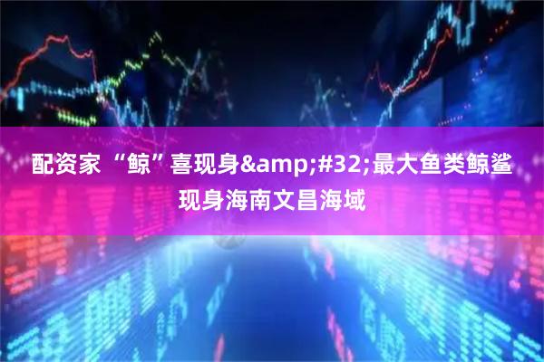 配资家 “鲸”喜现身&#32;最大鱼类鲸鲨现身海南文昌海域